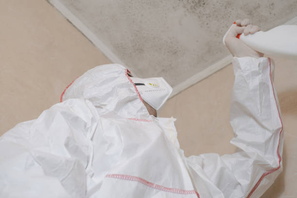 Best Basement Mold Remediation in Lynchburg, VA
